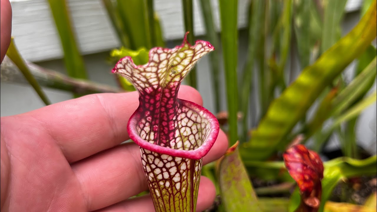 Fall Carnivorous Plant Update | Sarracenia, Flytraps, Sundews