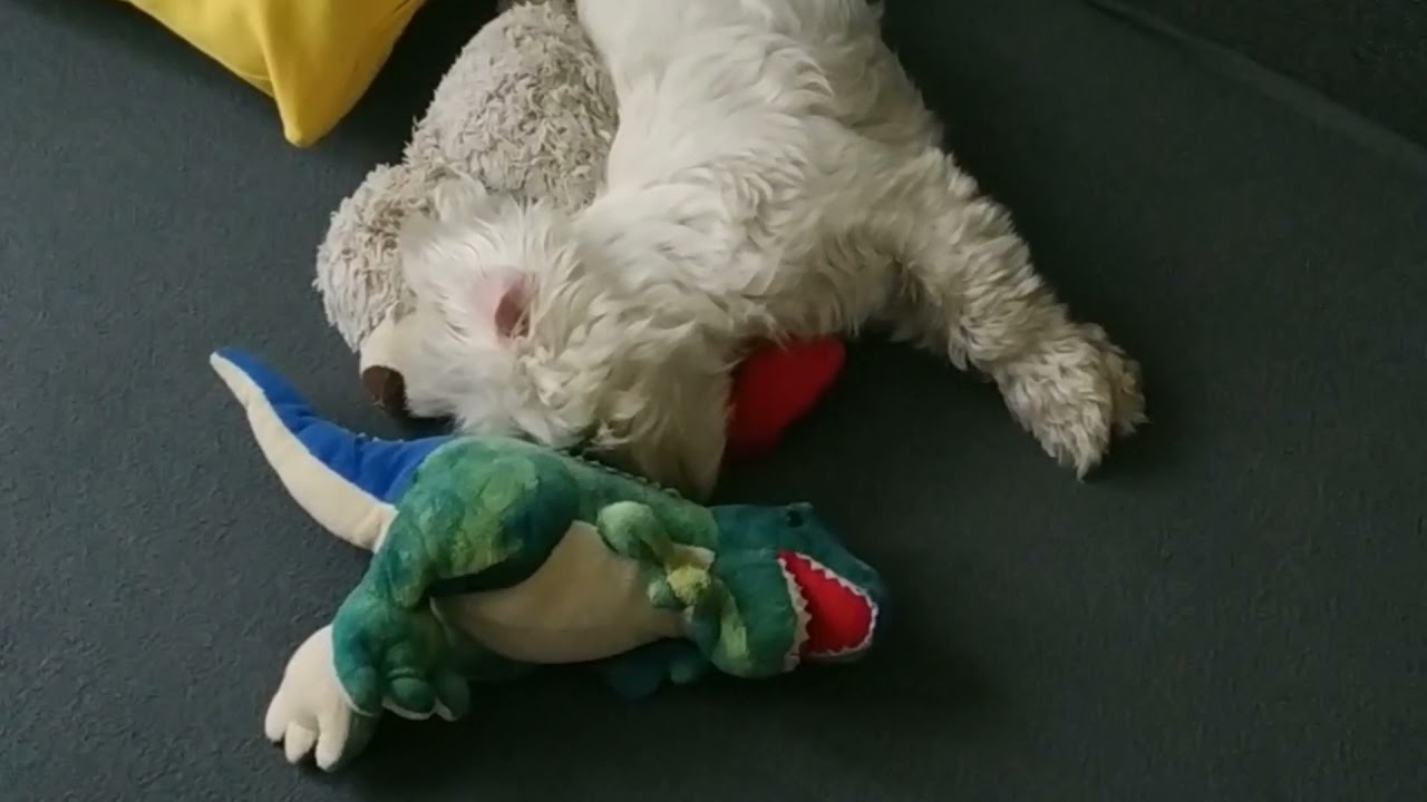 Była impreza - funny dogs, cute animals