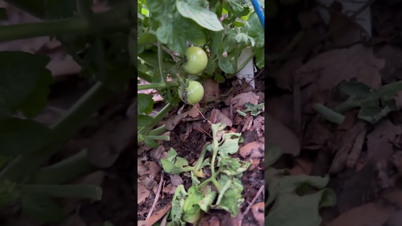 Husky Cherry Tomatoes