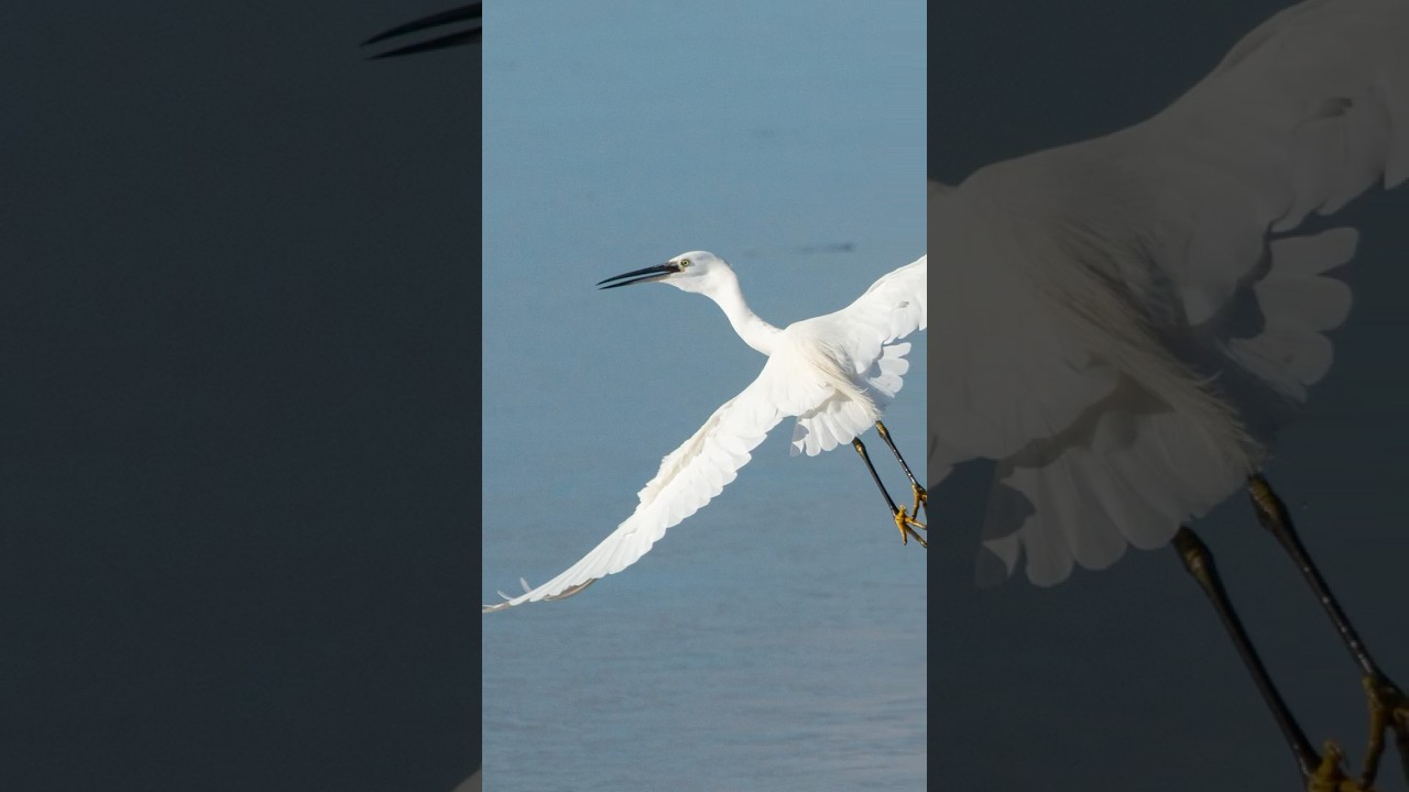 #littleegret #wwt #wales #naturephotography #birds #wildlifephotography #photography