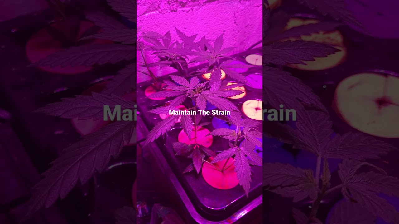 Maintain the Strain!!! (Chocolope Candy kush ) CLONES.