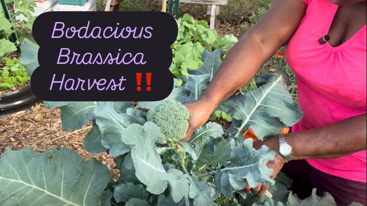 Давайте посмотрим 👀 что сегодня даёт нам сад 👩🏽‍🌾