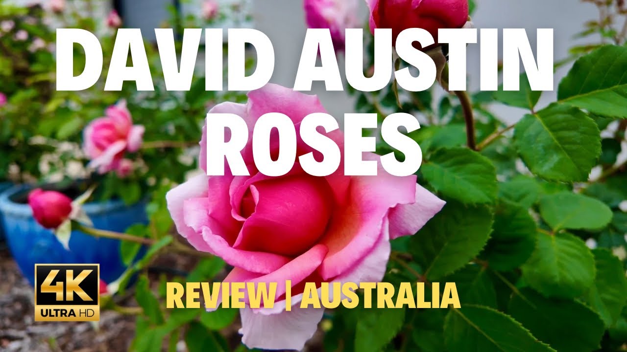 David Austin Roses #review #australia #davidaustinroses #garden #roses #flowers #nature #newrose