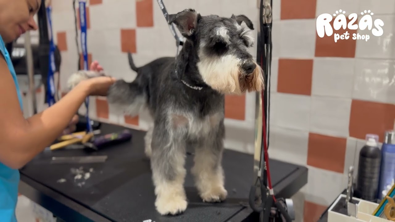 Corte Schnauzer - perro mediano ❤️