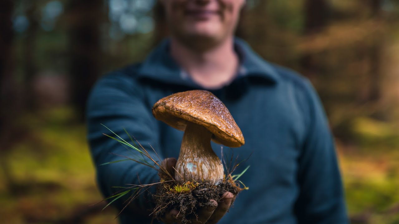 Svampejagt // De bedste tips til at finde spisesvampe i naturen