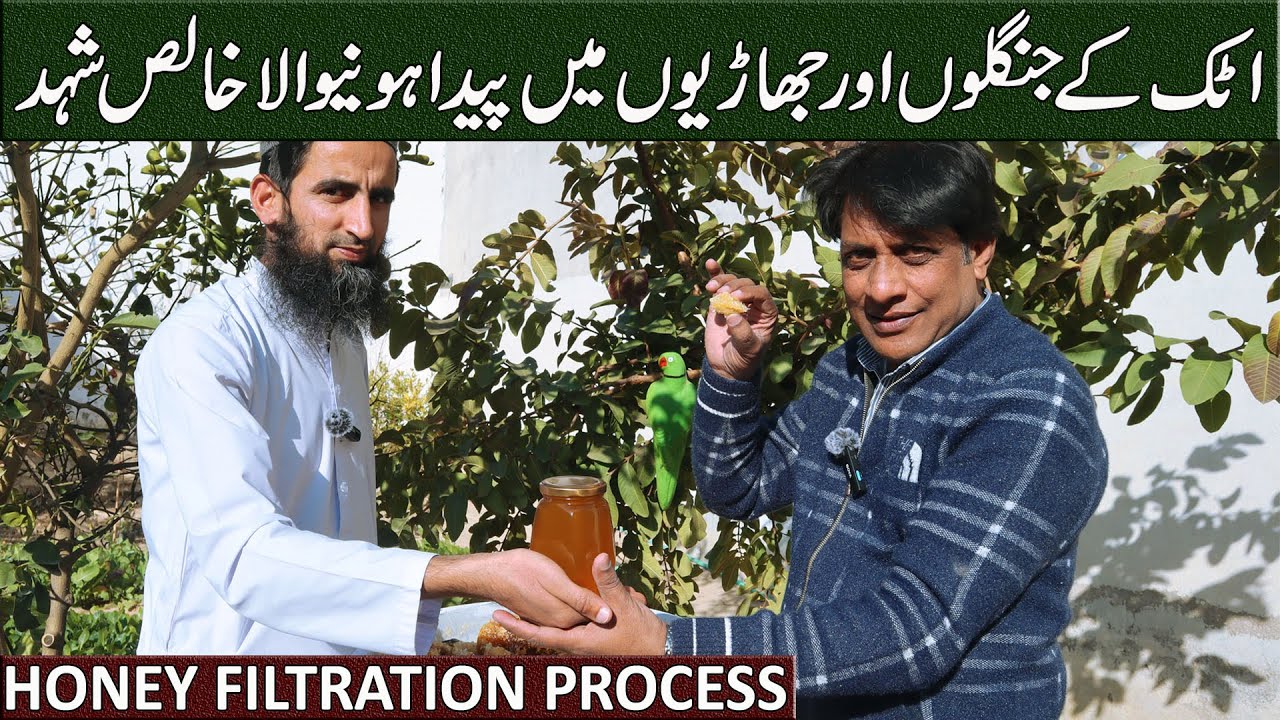 Wild Honey Filtration Process & Tasting | How to Buy Organic Honey from Jamal Organic Food, Attock