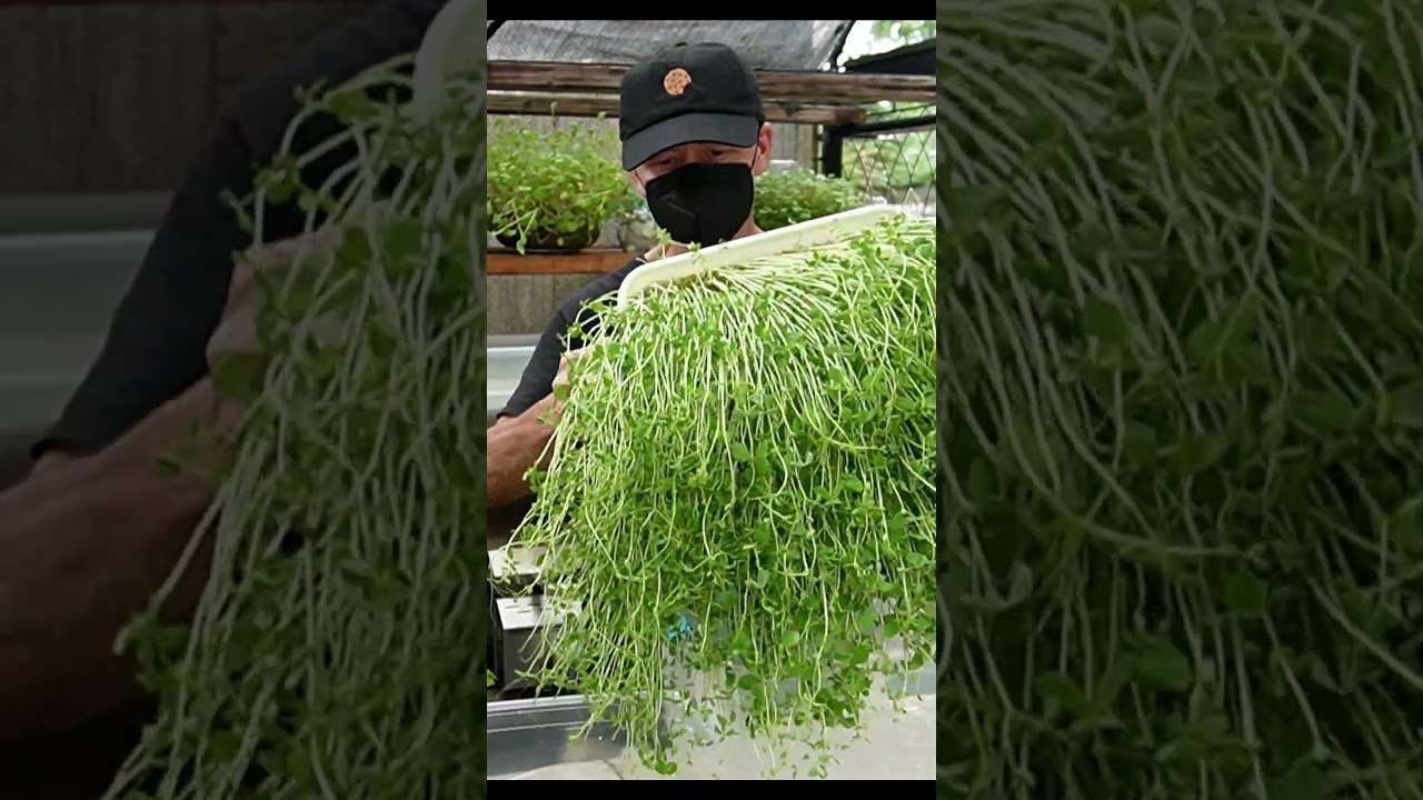 Pro's Secrets, Entire process in 90 seconds, Chefs want Pea Shoots, Share for Good Luck