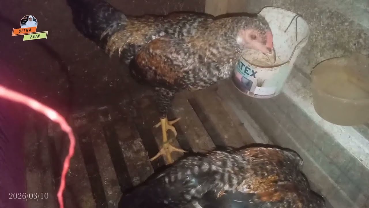 Melihat Kondisi Ayam Di Waktu MALAM Hari #10032026