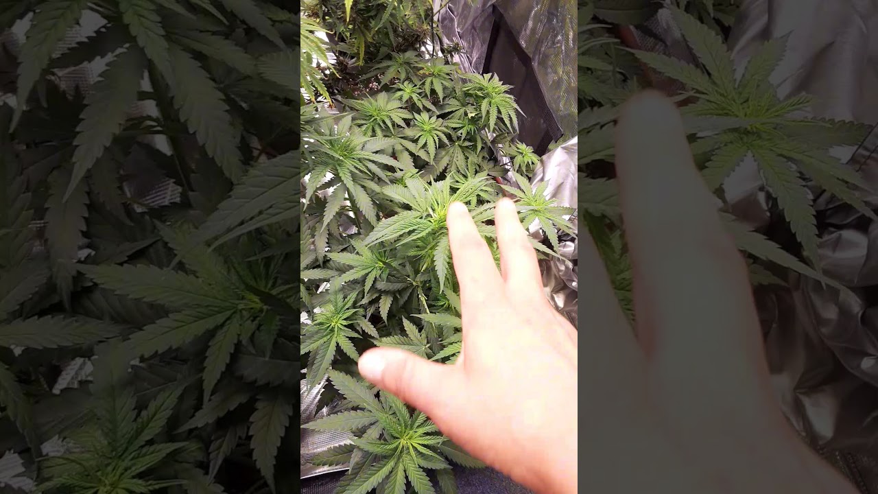 Bruce Banner Autoflower Day 34