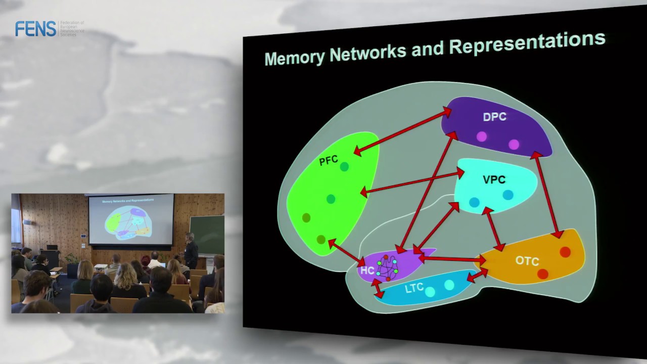 Roberto Cabeza - Episodic memory networks and representations - Part 2