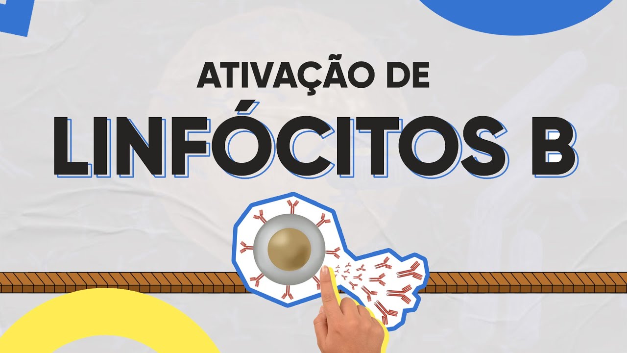 Ativação dos linfócitos B