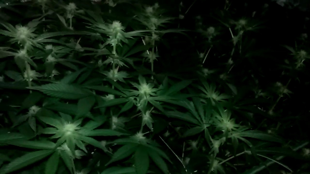 Gorilla Bubble - what they do (19 days)