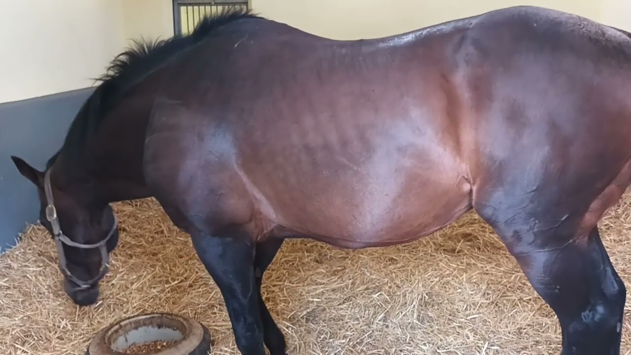 The Irish National Stud 2023 Season 2023-08-20 Sunday, video 7