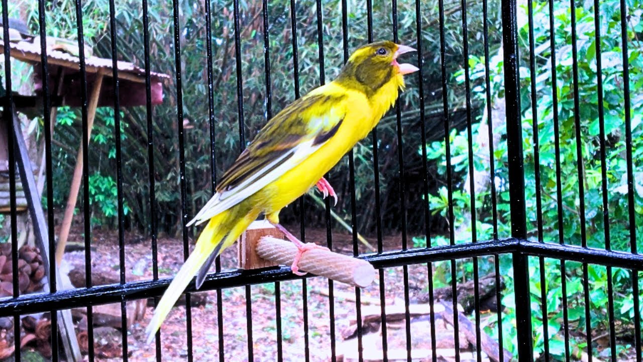Thanks to This Canary Many Silent Canaries Are Singing Again