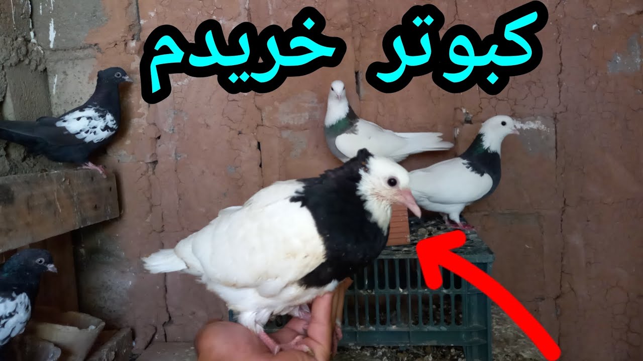 نمایش کبوتر های خودم | ۴تا طوقی خریدم