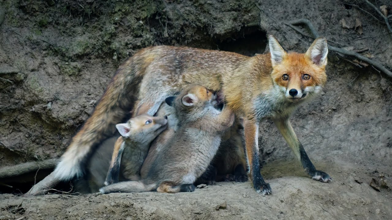 Red Fox / Mother Nursing Her Cubs at the Den