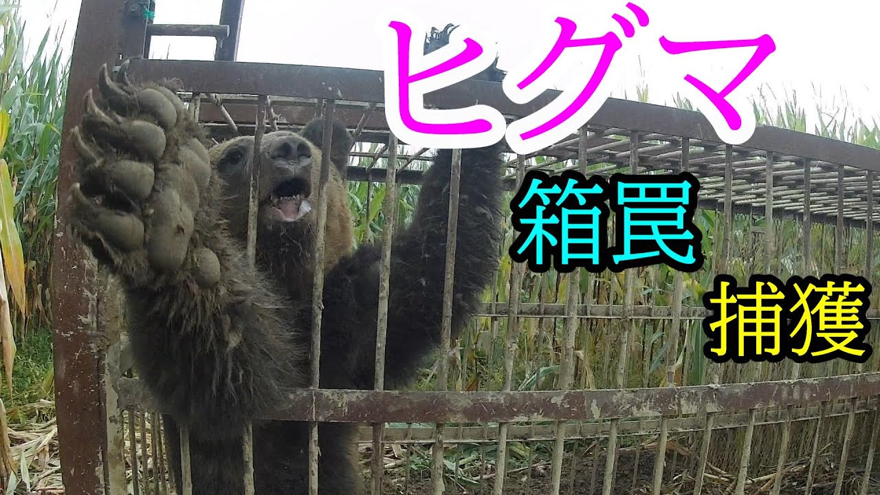 ヒグマを箱罠で捕獲しました