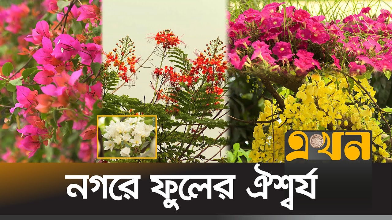 যান্ত্রিক নগরীতে প্রশান্তি ছড়াচ্ছে রঙ-বেরঙের ফুল | Flower | Flower in Dhaka City | Ekhon TV