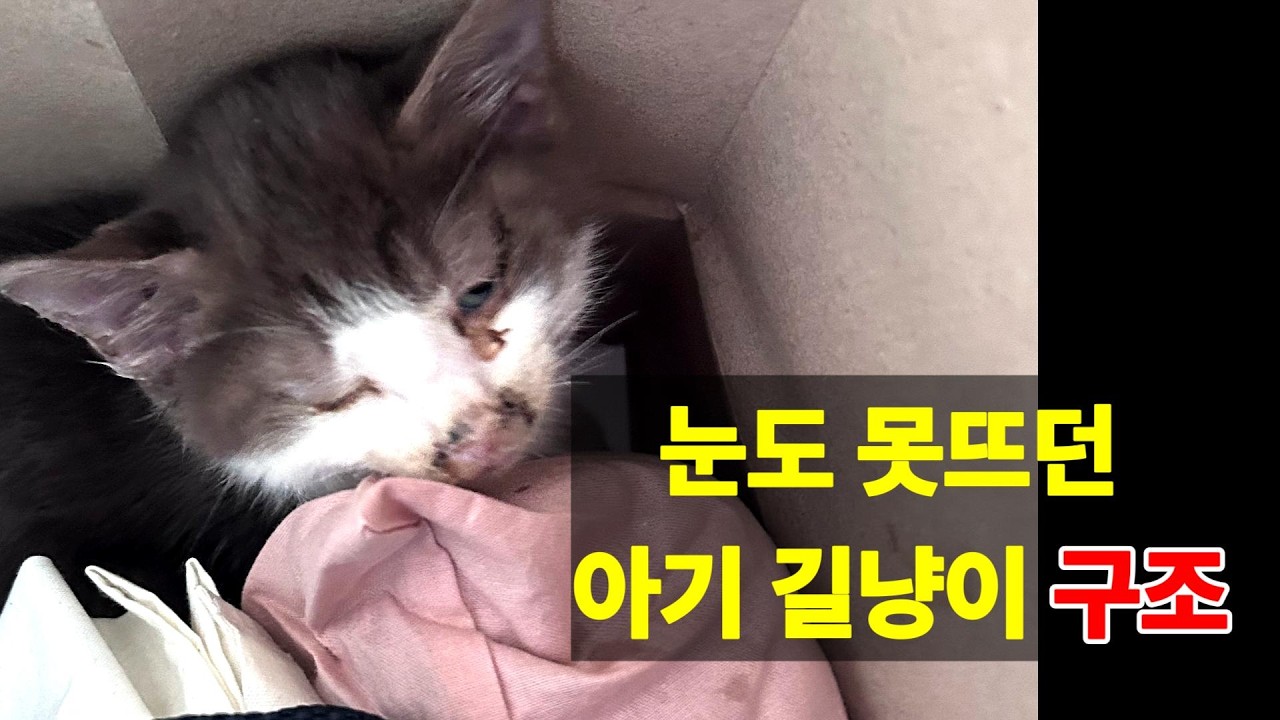 눈도 못 뜨던 아기 길냥이, 2년 후…