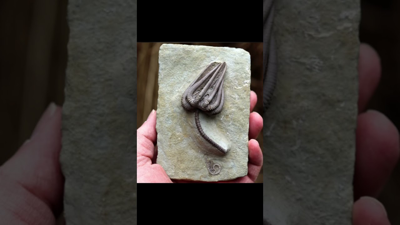 Crinoid stem fossil 