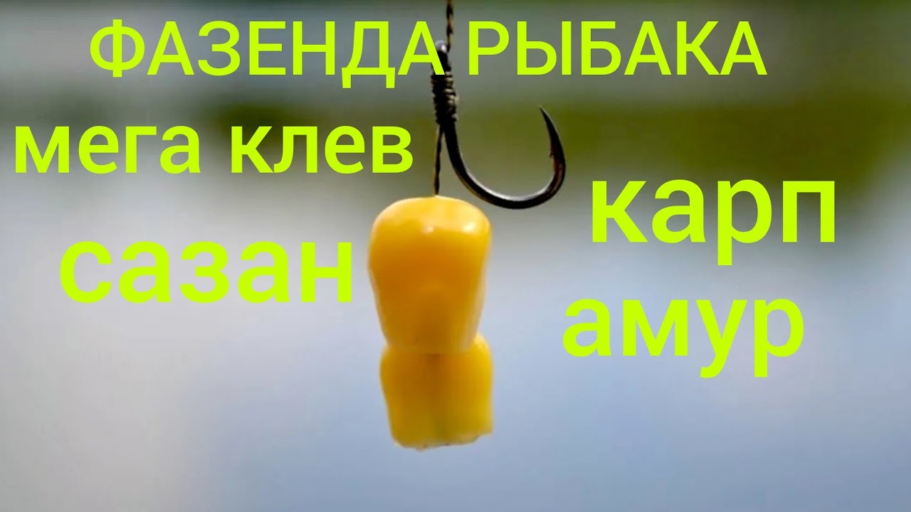 Рыбалка ШОК!!! САЗАН, АМУР, КАРП. Все без СЕКРЕТОВ #карпфишинг #белыйамур #сазан #флэтфидер