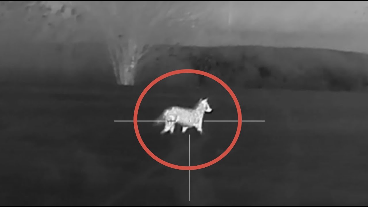 Polowanie na wilki i szakale. Rolnicy proszą o pomoc. Myśliwy upolował 18 drapieżnik&oacute;w!