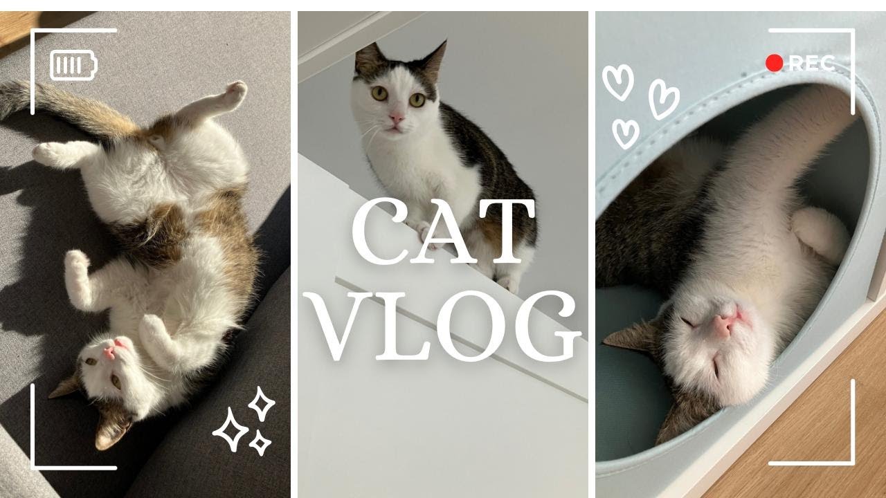 Cozy day with Cat 😺 | Aesthetic and slow living 🌿 | Vlog 🎥