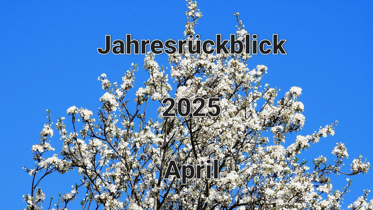 Meine Vogelwelt im April 2025 - Der Monat April in Videos und Bildern