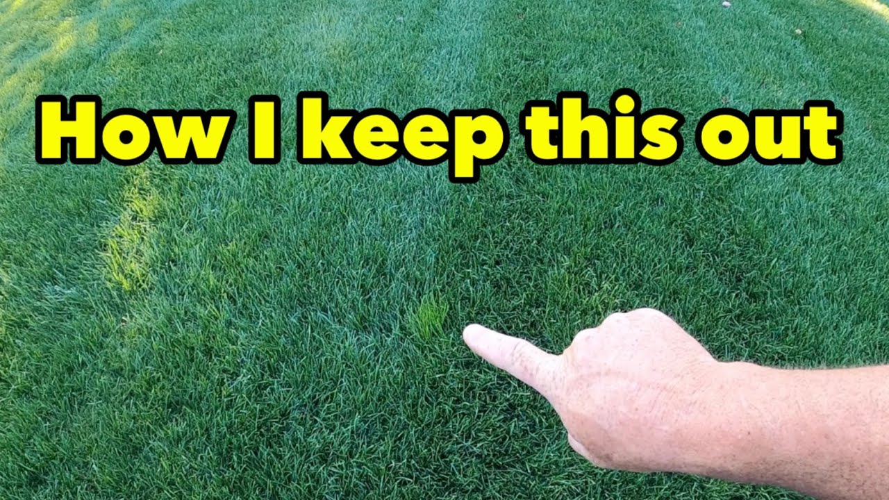 How I Control POA TRIV in my Yard