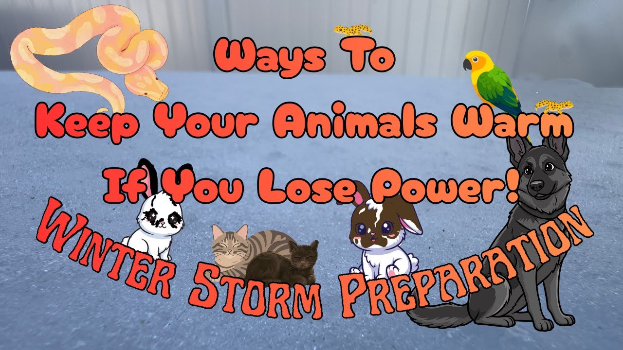 How To Keep Your Pets Warm In A Power Outage | Winter Storm Preparation | Cass Pederson