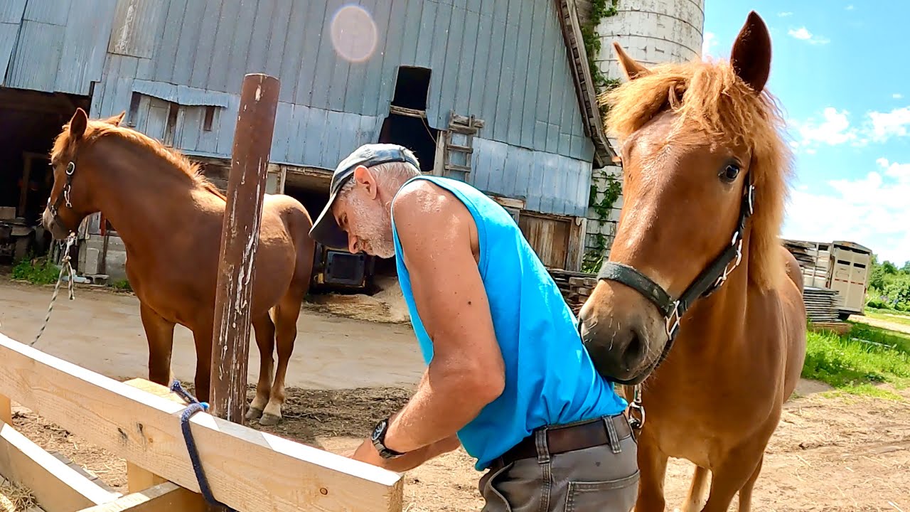 Suffolk Punch Colt Update: Duke & Earl Training, Brushing, and a New Hairdo