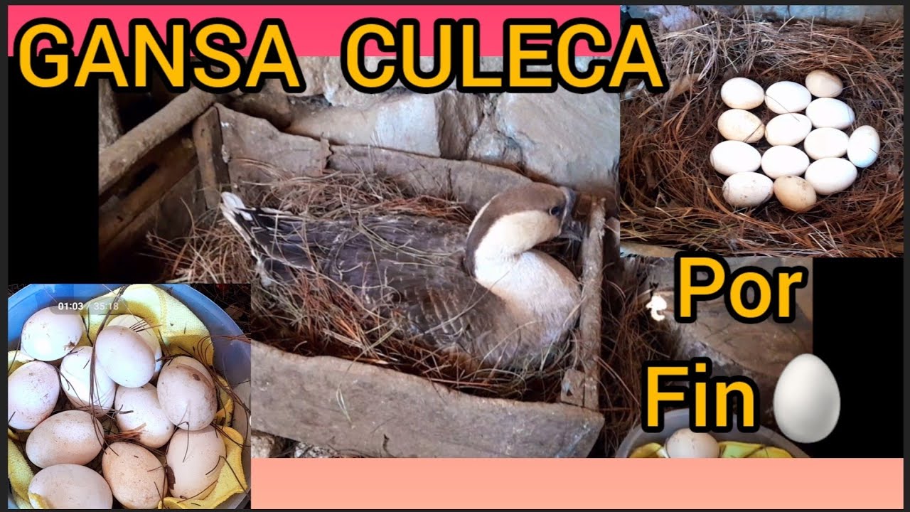 Gansa culeca 🦢  Con cuantos huevos ?????