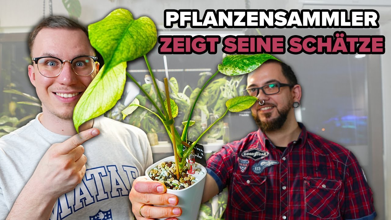 1000€ pro Blatt?! - Pflanzensammler zeigt seine Schätze