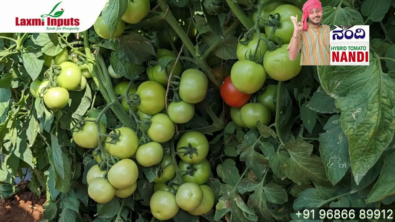 Nandi Tomato #nandi #kolartomatorates #tomato #laxmi #marketprices #vegetables #viralvideos #viral 