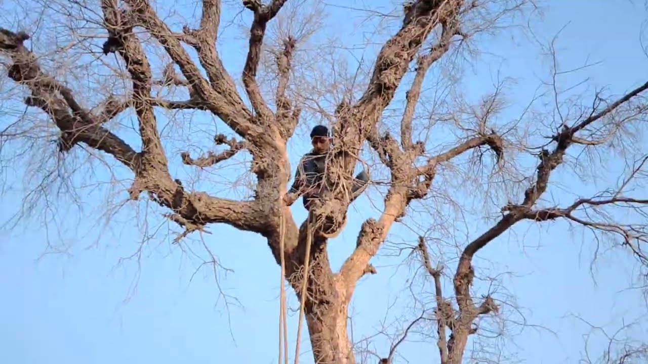 सूखा हुआ पेड़ को गिराने की ट्रिक ⚔️