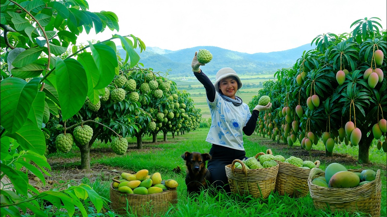 Harvest Custard Apple, Mango To Sell At The Market| Farm Life: Cook, Plant Vegetables - Raise Animal