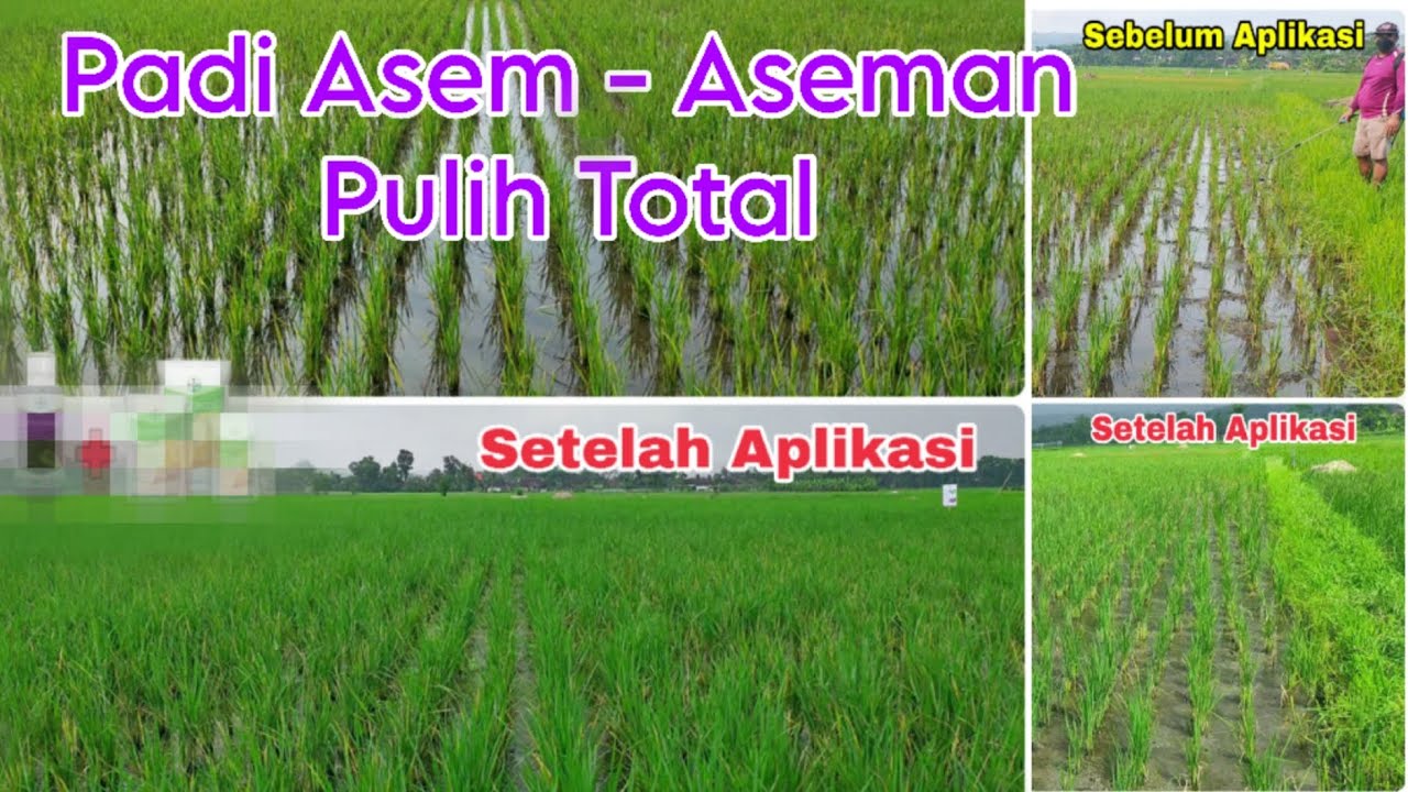 Mengatasi Padi Asem - Aseman‼️Pulih Total, Lengkap Video Sebelum dan Sesudah Aplikasi