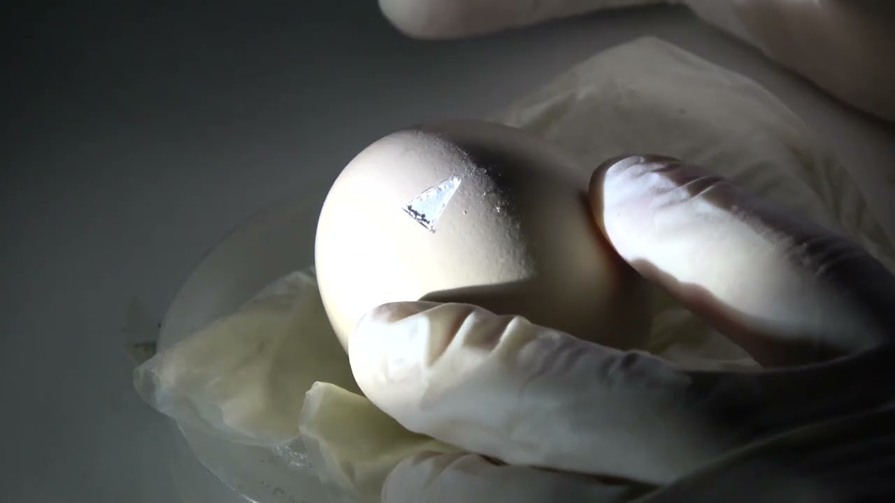 Protocol for the rapid intravenous in-ovo injection of developing amniote embryos