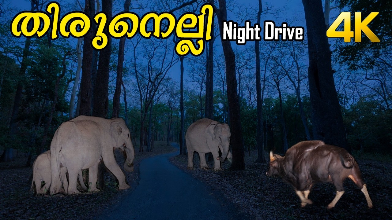 Wayanad 4K