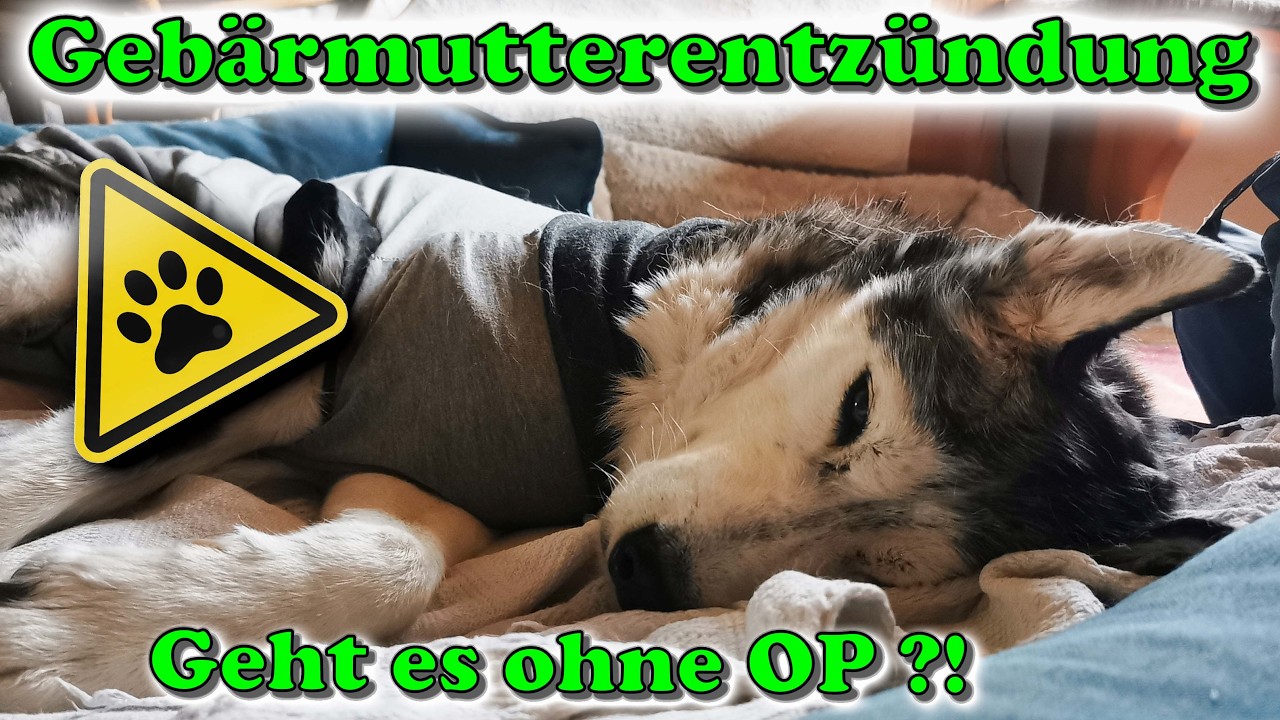 Gebärmutterentzündung beim Hund - Symptome erkennen & Behandlung - geht auch ohne OP ? 🤔