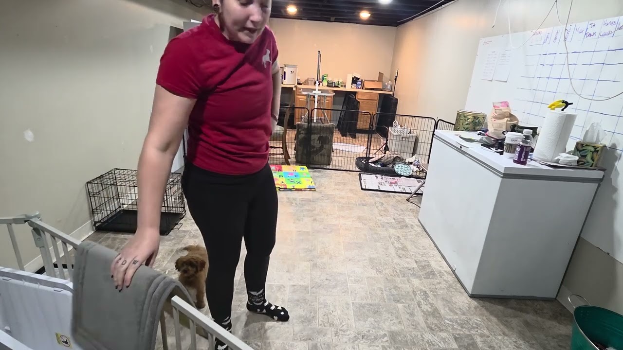 Premier Pup Ginger Wk 3 Recap