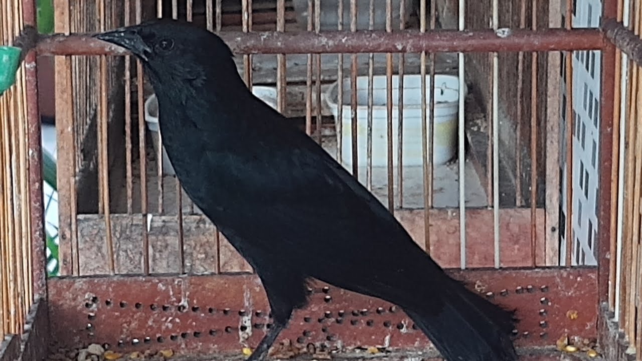 canto para esquentar pássaro preto ( graúna)