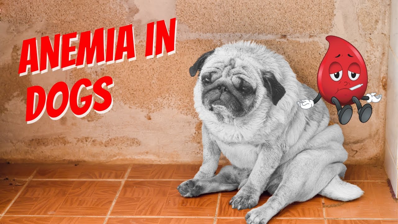 How to Treat Anemia in Dogs