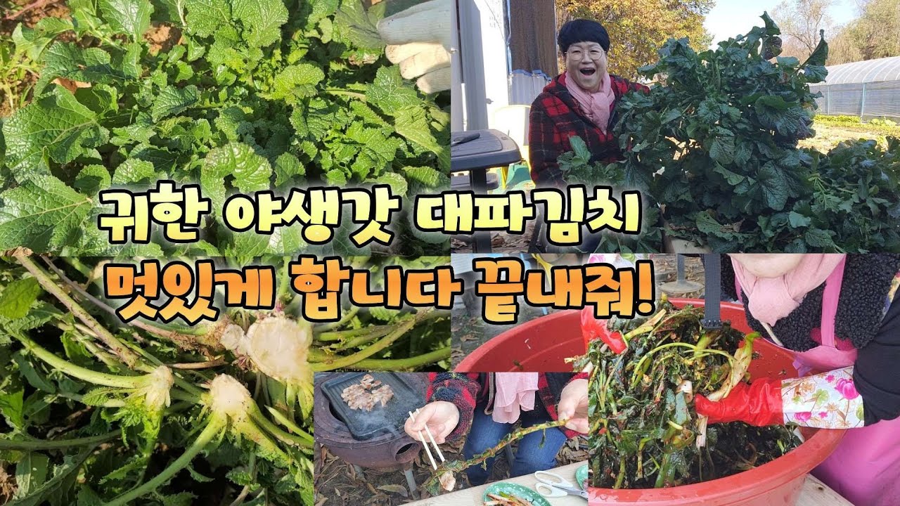 귀한 야생갓 뜯어 김치 멋있게 합니다 와우! 야생갓대파 김치 끝내줍니다 