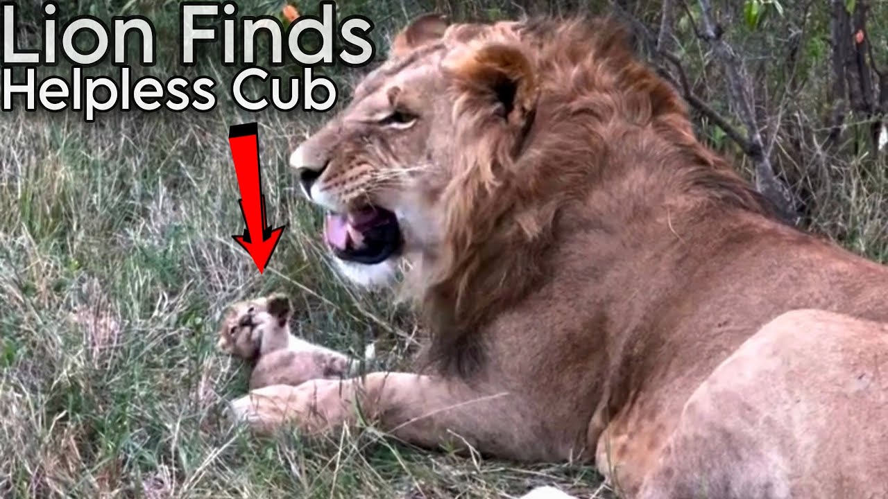 An Adult Lion Finds A Lonely Newborn Cub What Happens Next? In Maasai Mara National Reserve