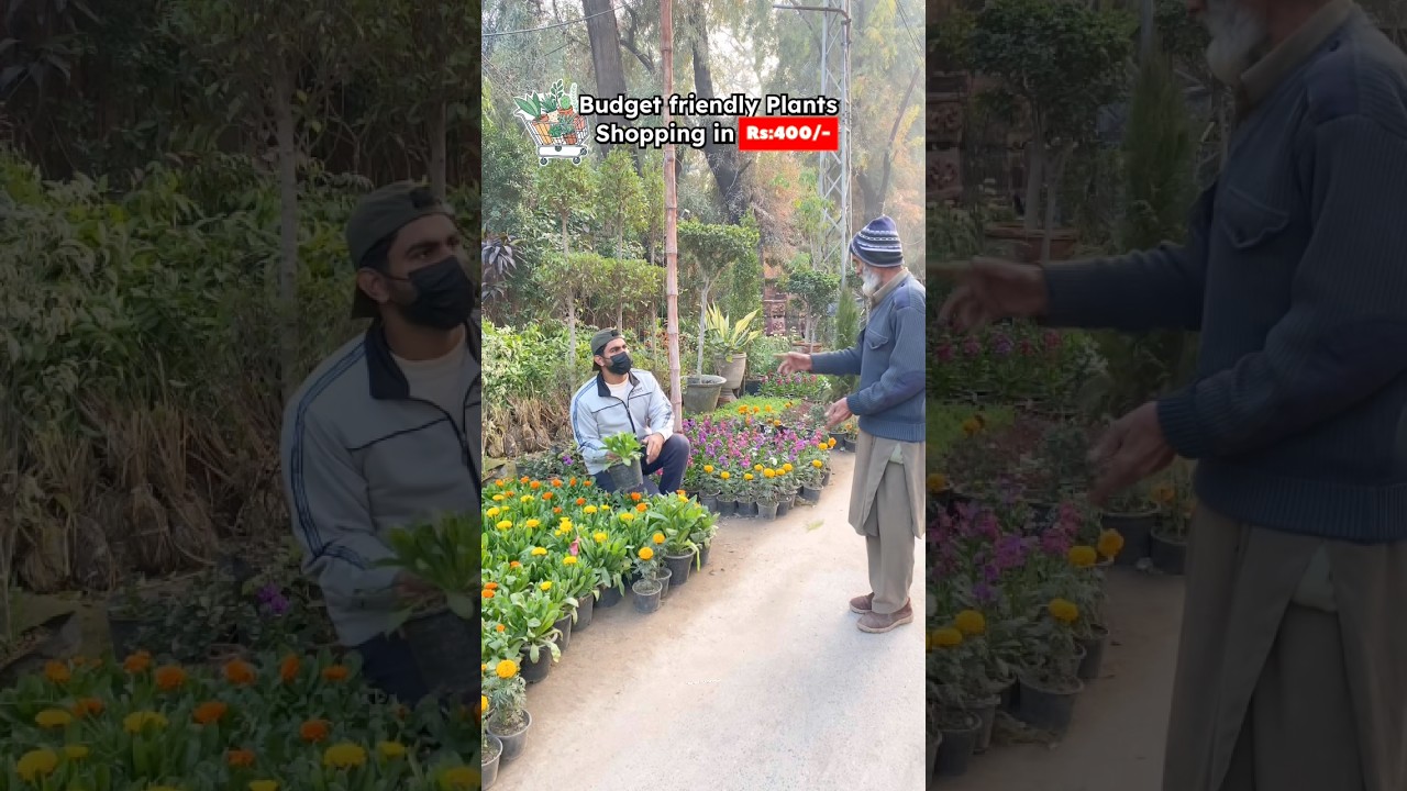 Budget friendly plants shopping in Rs:400/-😱🪴🛒Challenge Complete! #wintergarden #nursery #shorts