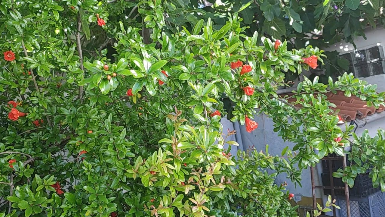 Romã - Como eu cultivo