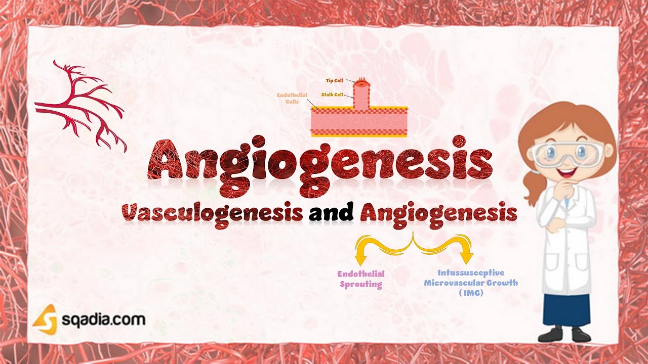 Vasculogenesis and Angiogenesis | Angiogenesis