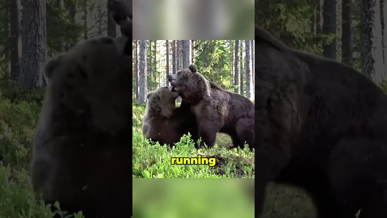 Бой медведей закончился капитуляцией #BrownBear #AnimalFight #WildEncounters