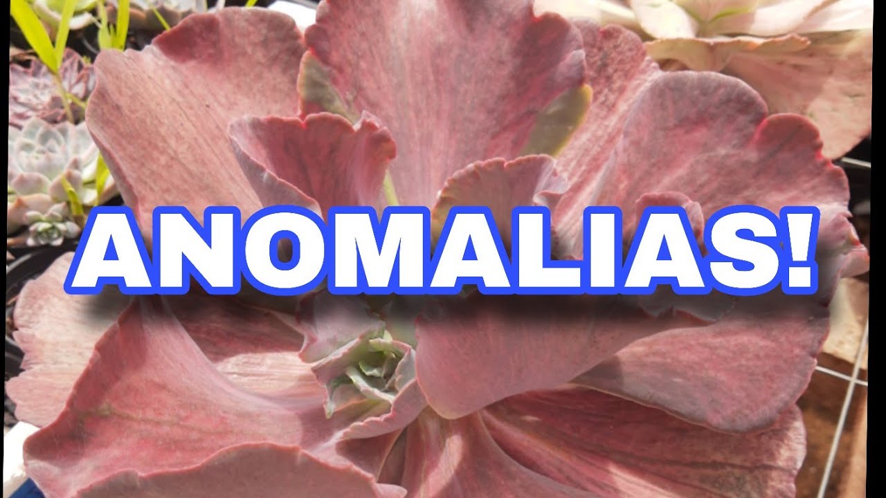 ANOMALIAS ou reverso!!!